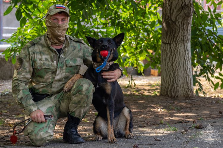 Немецкие овчарки, прошедшие обучение в Тюмени, поступили на службу в кубанский ОМОН на транспорте